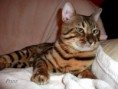 /album/prinz1/bengal-cat-15-beauty-cat-faith-amina-evening-sunbeam-bengals-jpg1/